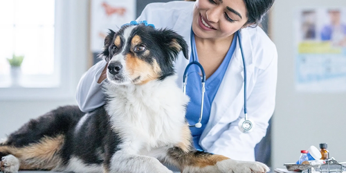 Dog being examined at vet clinic, showing routine veterinary healthcare.