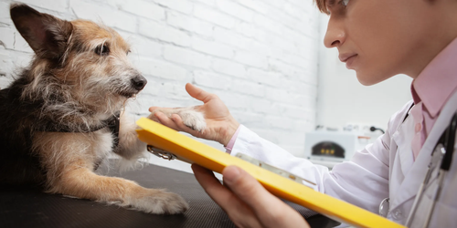 Shelter dog examined by vet, promoting adoption and proper veterinary care.