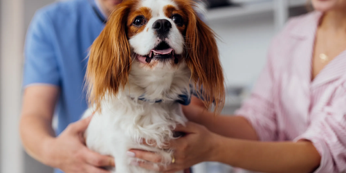 Veterinarian checking happy dog during routine exam for health and wellness.